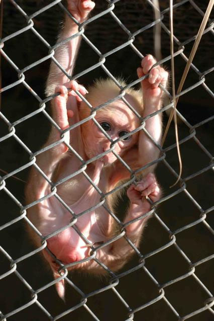 NaughtyMonkey1.jpg
