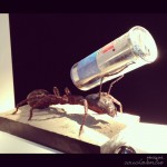 Redbull6 Unknown and Unnamed